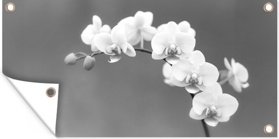 Poster de jardin Orchidée - Fleurs - Plante - Wit - Violet - 60x30 cm - Toile jardin - Poster extérieur
