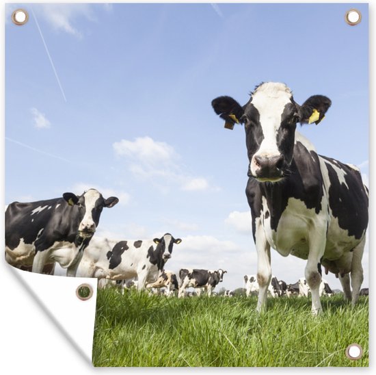 Tuinposter - 100x100 cm - Grasveld - Pampasgras - Gras