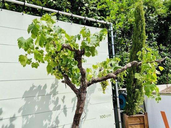 Druivenplant met groene trossen en bladeren aan een dikke, verweerde stam, naast een hoge cipres.