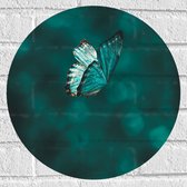 WallClassics - Muursticker Cirkel - Blauw Vlindertje  - 40x40 cm Foto op Muursticker