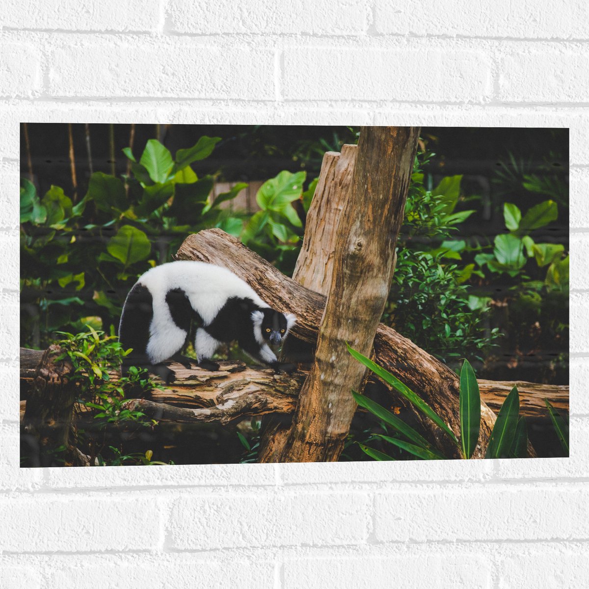 Muursticker - Zwart met Witte Vari op een Boomstam - 60x40 cm Foto op Muursticker