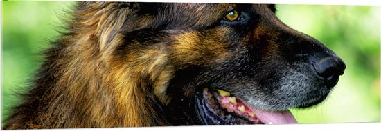 WallClassics - Acrylglas - Uitgeputte Shepherd Hond - 150x50 cm Foto op Acrylglas (Met Ophangsysteem)