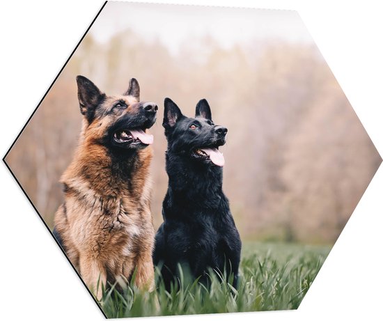 WallClassics - Dibond Hexagon - Twee Herders Honden in het Gras - 70x60.9 cm Foto op Hexagon (Met Ophangsysteem)