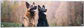 WallClassics - Tuinposter – Twee Herders Honden in het Gras - 120x40 cm Foto op Tuinposter  (wanddecoratie voor buiten en binnen)