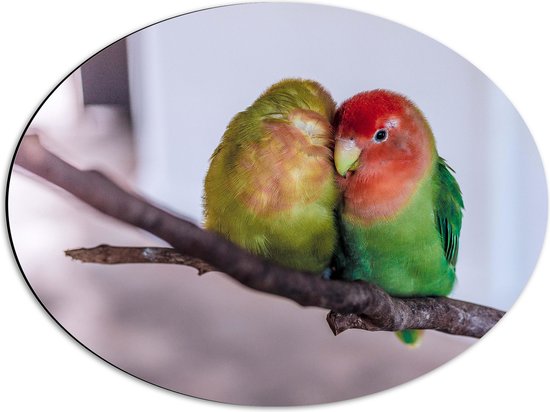 WallClassics - Dibond Ovaal - Twee Verliefde Vogeltjes op een Tak - 56x42 cm Foto op Ovaal (Met Ophangsysteem)