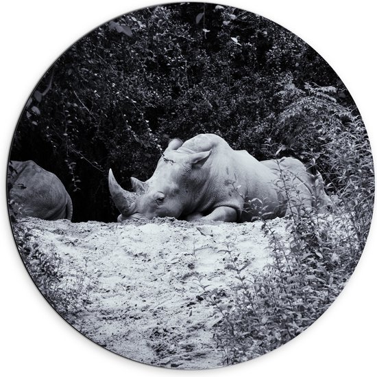 WallClassics - Dibond Muurcirkel - Uitgeputte Neushoorn - 70x70 cm Foto op Aluminium Muurcirkel (met ophangsysteem)