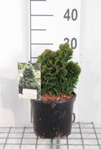 Chamaecyparis obtusa 'Nana Gracilis' - Hinokicipres 15 - 20 cm in pot