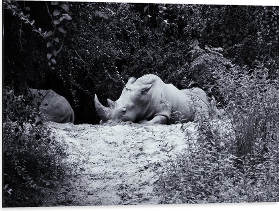 WallClassics - Dibond - Uitgeputte Neushoorn - 80x60 cm Foto op Aluminium (Wanddecoratie van metaal)