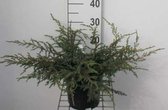 Juniperus communis 'Repanda' - Jeneverbes, Gewone Jeneverbes 25 - 30 cm in pot
