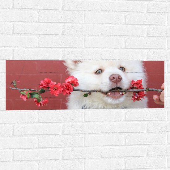 WallClassics - Muursticker - Witte Hond met Bloementak - 90x30 cm Foto op Muursticker