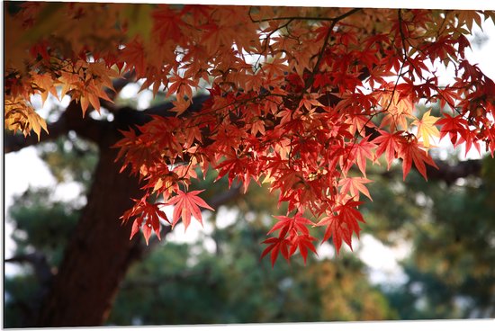 WallClassics - Dibond - Rode Bladeren aan Boom - 90x60 cm Foto op Aluminium (Wanddecoratie van metaal)