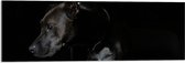 WallClassics - Acrylglas - Zwarte Hond met Donkere Achtergrond - 90x30 cm Foto op Acrylglas (Wanddecoratie op Acrylaat)