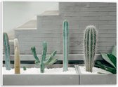 WallClassics - PVC Schuimplaat - Cactus Plantenbak - 40x30 cm Foto op PVC Schuimplaat (Met Ophangsysteem)