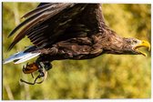 WallClassics - Dibond - Vliegende Roofvogel - 60x40 cm Foto op Aluminium (Wanddecoratie van metaal)