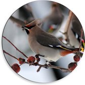 WallClassics - Dibond Muurcirkel - Vogel op een Tak met Besjes - 50x50 cm Foto op Aluminium Muurcirkel (met ophangsysteem)