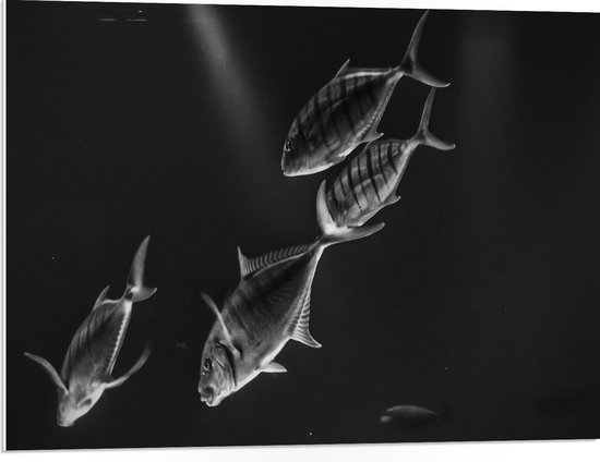 WallClassics - PVC Schuimplaat - Vissen in het Aquarium Zwart - Wit - 80x60 cm Foto op PVC Schuimplaat (Met Ophangsysteem)