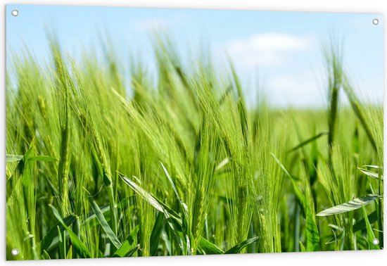 WallClassics - Poster de jardin - Jeune herbe de blé - 120 x 80 cm Photo sur poster de jardin (décoration murale pour l'extérieur et l'intérieur)