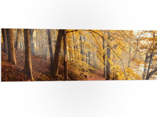 WallClassics - PVC Schuimplaat- Zonnestralen tussen Herfstbos - 120x40 cm Foto op PVC Schuimplaat