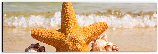 WallClassics - Dibond - Ster met Schelpjes op het Strand - 60x20 cm Foto op Aluminium (Wanddecoratie van metaal)