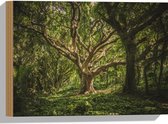 WallClassics - Bois - Arbre sinueux dans la forêt - 40 x 30 cm - Épaisseur 12 mm - Photo sur bois (avec système de suspension)