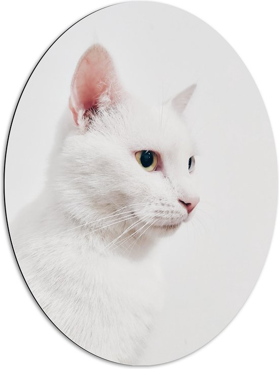 WallClassics - Dibond Ovaal - Witte Kat op Witte Achtergrond - 60x80 cm Foto op Ovaal (Met Ophangsysteem)