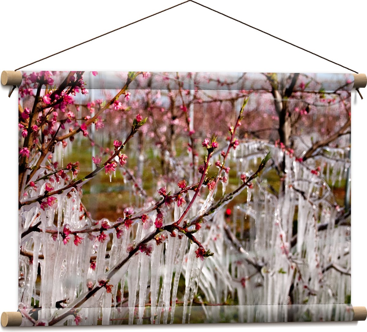 Textielposter - IJspegels aan Bloesemboom - 60x40 cm Foto op Textiel