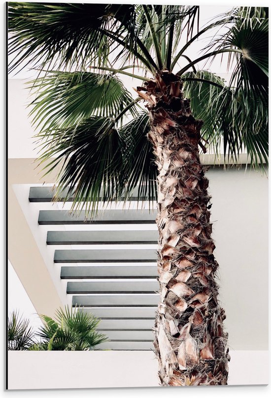 WallClassics - Dibond - Palmboom voor Wit Gebouw - 40x60 cm Foto op Aluminium (Met Ophangsysteem)