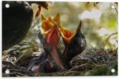 WallClassics - Garden Poster - Bébé Birds Get Food - 60x40 cm Photo sur Garden Poster (décoration murale pour l'extérieur et l'intérieur)