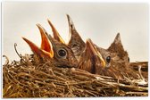 WallClassics - PVC Schuimplaat - Baby Vogeltjes in een Nest - 60x40 cm Foto op PVC Schuimplaat (Met Ophangsysteem)