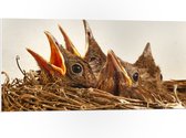 WallClassics - PVC Schuimplaat- Baby Vogeltjes in een Nest - 100x50 cm Foto op PVC Schuimplaat