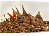 WallClassics - PVC Schuimplaat - Baby Vogeltjes in een Nest - 105x70 cm Foto op PVC Schuimplaat (Met Ophangsysteem)