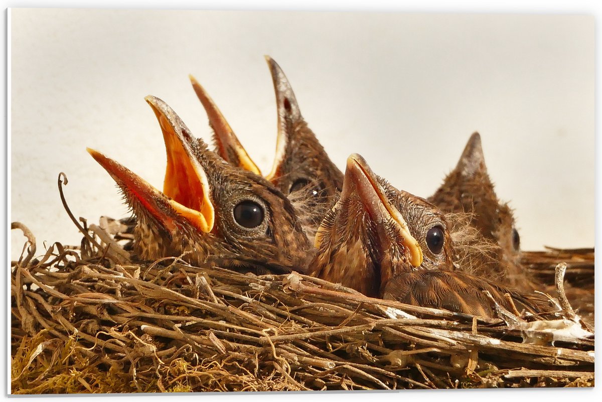 PVC Schuimplaat- Baby Vogeltjes in een Nest - 60x40 cm Foto op PVC Schuimplaat