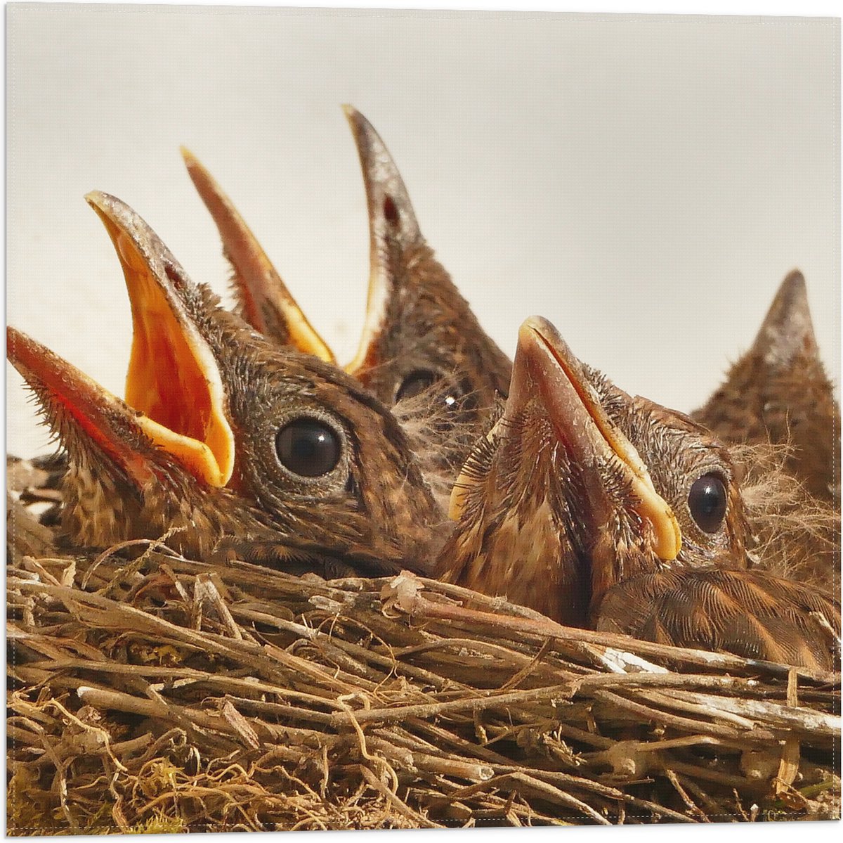 Vlag - Baby Vogeltjes in een Nest - 50x50 cm Foto op Polyester Vlag