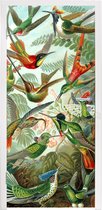 Deursticker Design - Kolibrie - Natuur - Ernst Haeckel - 95x215 cm - Deurposter