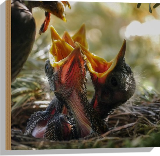 WallClassics - Hout - Baby Vogeltjes Krijgen Eten - 50x50 cm - 12 mm dik - Foto op Hout (Met Ophangsysteem)