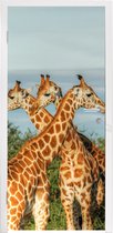 Deursticker Giraffen - Lucht - Dieren - 75x205 cm - Deurposter