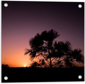 WallClassics - Tuinposter – silhouet van Zonsondergang achter Boompje - 50x50 cm Foto op Tuinposter  (wanddecoratie voor buiten en binnen)