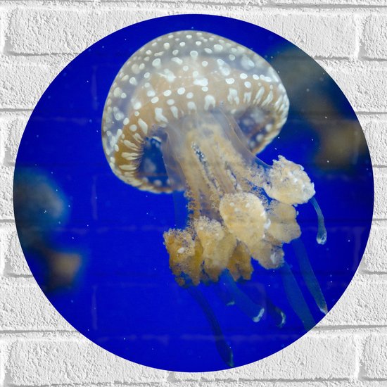 WallClassics - Muursticker Cirkel - Witte Kwal onderwater - 50x50 cm Foto op Muursticker