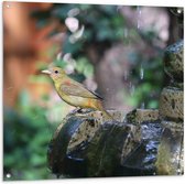 WallClassics - Tuinposter – Gele Tangare Vogel bij een Fontein - 100x100 cm Foto op Tuinposter  (wanddecoratie voor buiten en binnen)