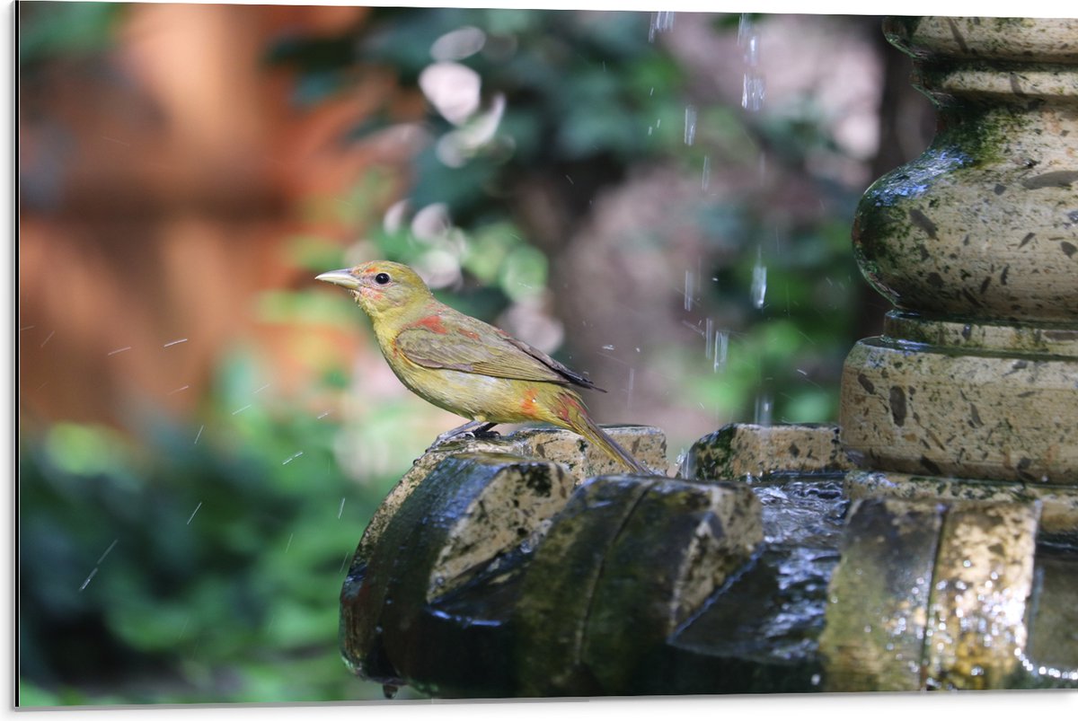 Dibond - Gele Tangare Vogel bij een Fontein - 75x50 cm Foto op Aluminium (Met Ophangsystee