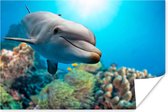 Affiche Dauphin - Mer - Corail - 60x40 cm