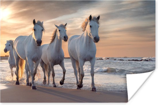 Poster Paarden - Zon - Strand - Zee - 180x120 cm XXL