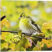 WallClassics - Drapeau - Oiseau Jaune sur une Branche - 50x50 cm Photo sur Drapeau Polyester