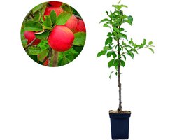 Malus domestica 'Red Spur Delicious' Dwergappelboom, 3 liter pot
