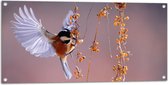 WallClassics - Tuinposter – Klein Vogeltje Eet Besjes tijdens het Vliegen - 100x50 cm Foto op Tuinposter  (wanddecoratie voor buiten en binnen)