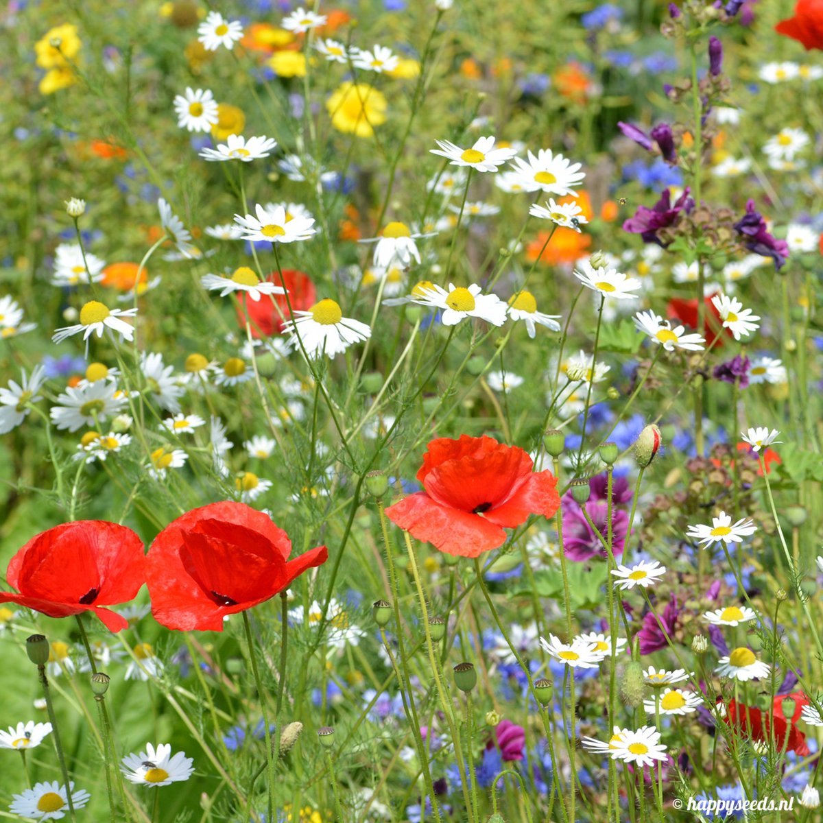 Buzzy Gemengde Weidebloemen Zaden Voor Zeker 25 m2 - Gemengde Bloemen - Cadeau - Kerstcadeau