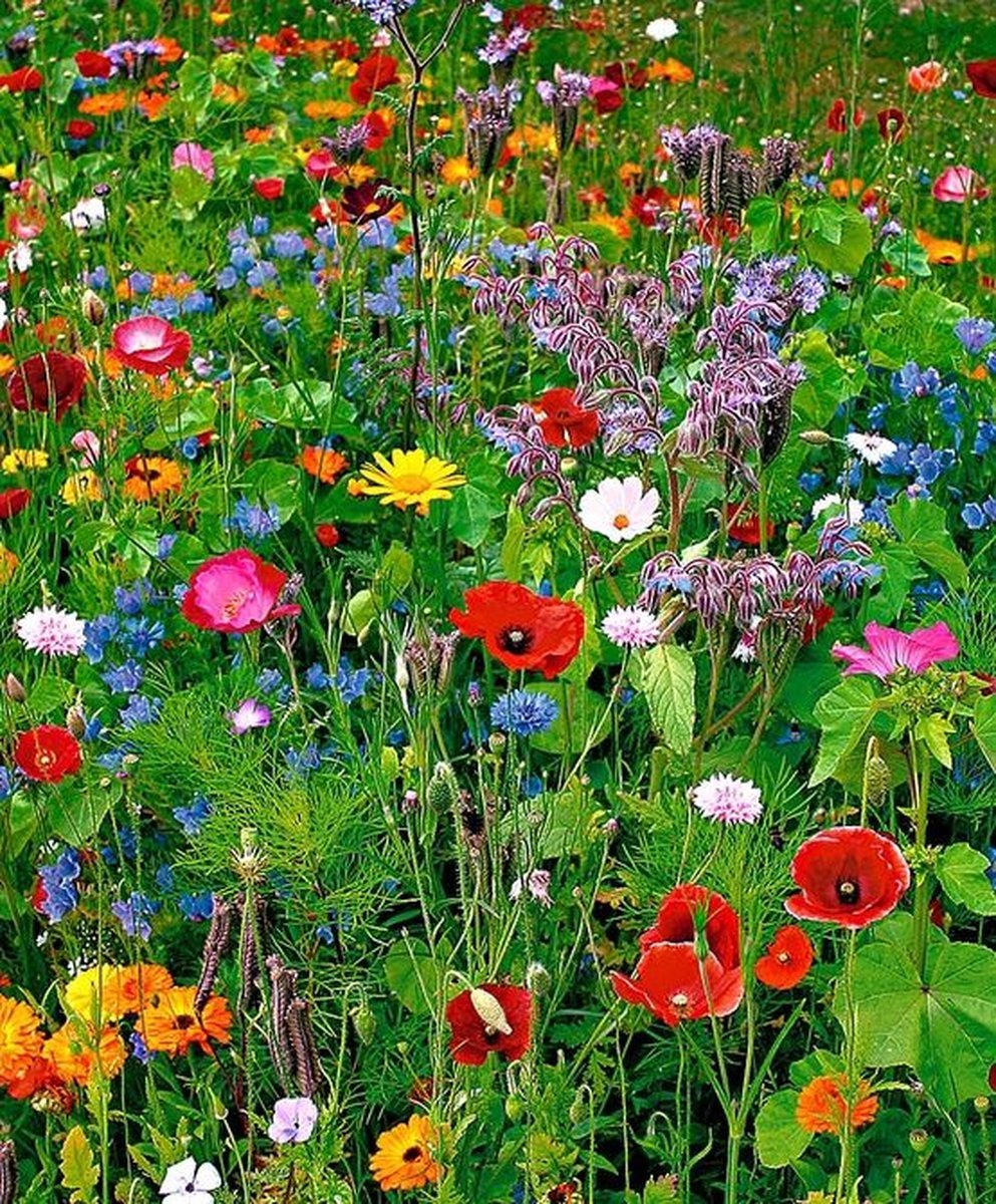 Buzzy Weidebloemen mengsel Voor Zeker 125 M2 - Gemengde Bloemen - Cadeau - Budget Sinterklaas - Kerst Cadeautjes