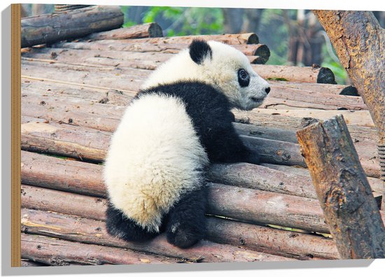 WallClassics - Hout - Kleine Panda Oefent met Klimmen - 75x50 cm - 12 mm dik - Foto op Hout (Met Ophangsysteem)