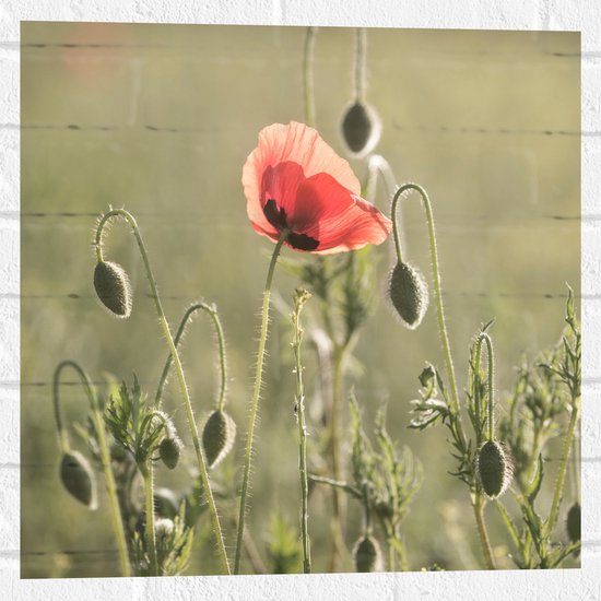 WallClassics - Muursticker - Rode Eenzame Bloem in Groen Landschap - 50x50 cm Foto op Muursticker