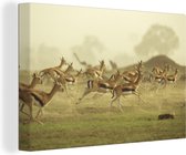 Beaucoup de Gazelles marchant à travers les plaines d' Afrique Toile 60x40 cm - Tirage photo sur toile (Décoration murale salon / chambre) / Animaux sauvages Peintures sur toile
